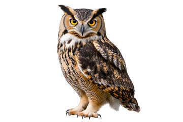 Fototapeta premium Owl on transparent background