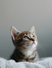 Adorable Kitten Looking Up at Sky