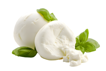 Mozzarella Burrata cheese with Basil leaves isolated on transparent background