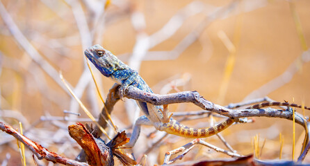The blue agama sits in ambush on sand and branches and hunts for insects. Beautiful blue lizard close-up in the wild.