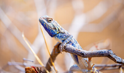 The blue agama sits in ambush on sand and branches and hunts for insects. Beautiful blue lizard...