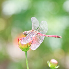 花にとまるトンボ