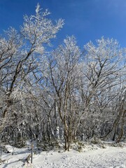 jeju winter