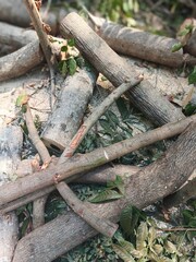 Harvested Mahogany Logs and Foliage in Nature
