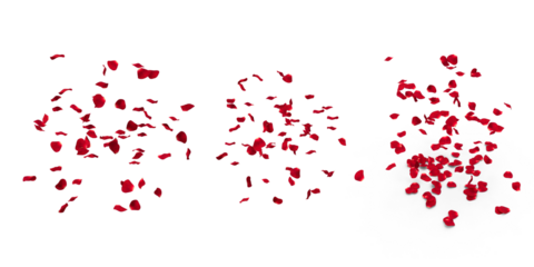 rose petals falling on transparent background