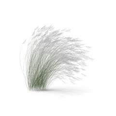 grass on transparent background