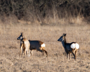 Sarna europejska czyli najczęściej spotykany w Polsce przedstawiciel jeleniowatych   © Rafa