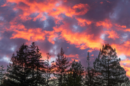 Pine Trees with Fiery Sunset in Palo Alto, Santa Clara County, California.