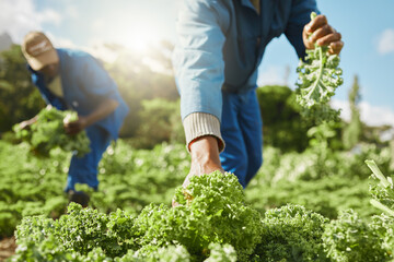 Team, farming and hands harvest vegetables for agriculture work, production and green. Food, men...