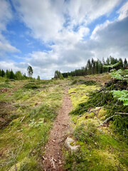 A felled spruce forest. Deforestation. Photo