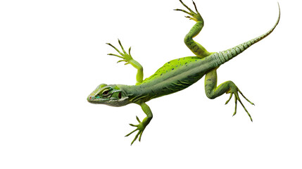 A top down view of a whole green lizard on a plain white surface