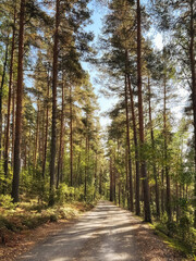 Road in a forest. Pine forest. Photo
