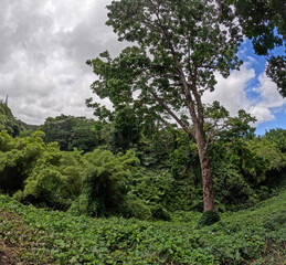 Hawaiian Jungle view on the east side of the big island of Hawaii close to the coast and botanical garden