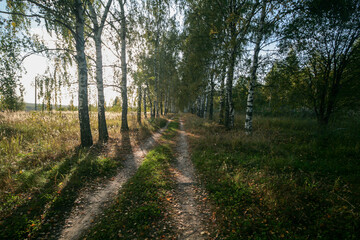 Birch grove in summer, Nizhny Novgorod, Russia.