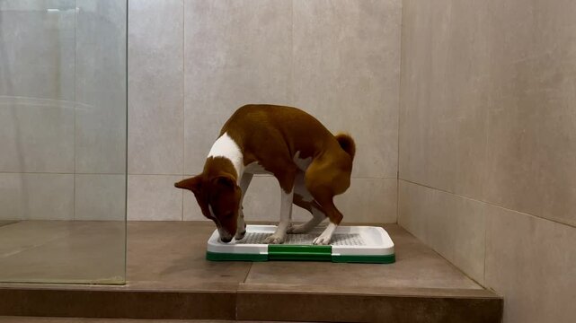 Well trained basenji dog peeing on a tray at home. Indoor potty training for dogs.