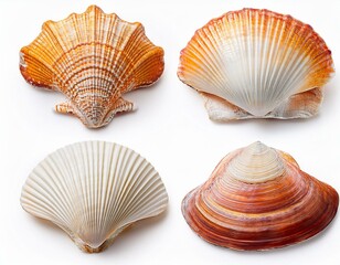 sea shells isolated on transparent background