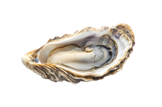 Oyster shell isolated on transparent background