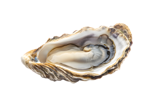 Oyster shell isolated on transparent background