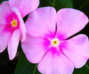 愛らしく咲くニチニチソウ　夏の花壇