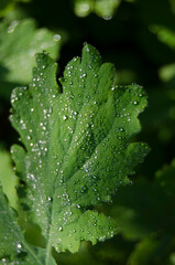 Water drops on a leaf in the morning outside in the garden