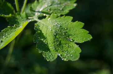 Water drops on a leaf in the morning outside in the garden