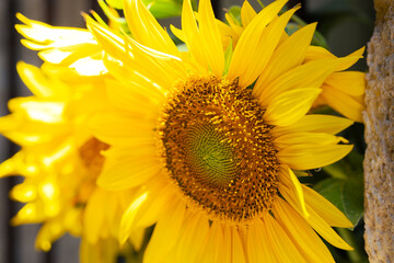 Obraz premium A yellow flower, like a sunflower. Chrysanthemum exhibition