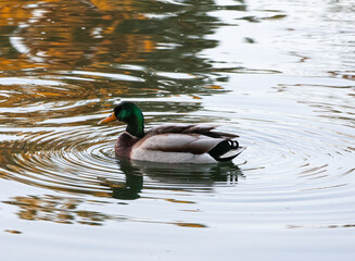 duck on the water