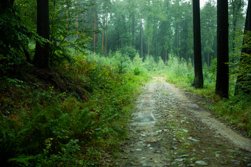 poranek w lesie, ścieżka przez las o porankuwe mgle © meegi