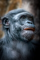 Close-Up of a Bonobo monkey  in Natural Light