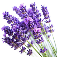 Fototapeta premium Lavender flowers in bloom