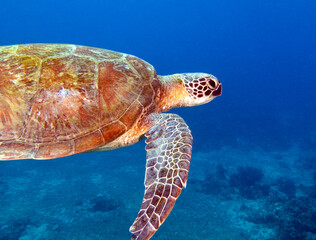 Fototapeta premium A Green Turtle swimming on a reef Boracay Island Philippines