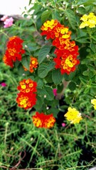 Obraz premium red and yellow flowers