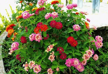 flowers in the garden