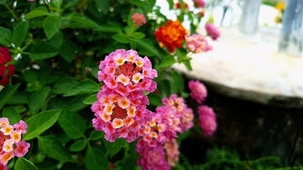 flowers in the garden