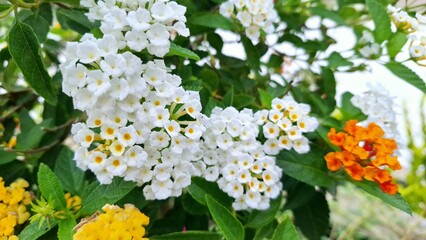 white and yellow flowers