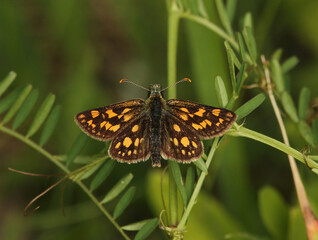 Carterocephalus palaemon, the chequered skipper or arctic skipper