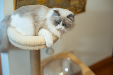 cat lying on scratching post in living room at home, grey ragdoll longhaired kitten lying in pet...