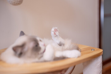 cat lying on scratching post in living room at home, grey ragdoll longhaired kitten lying in pet bed on a climbing tree
