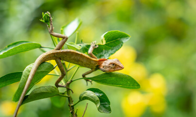 indian garden lizard on a branch