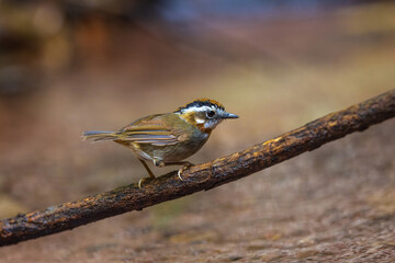 Rufous-throated Fulvetta playing in a stream in the middle of forest.