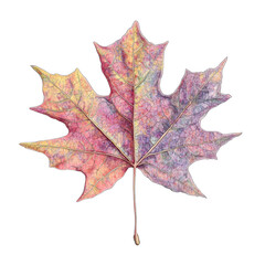 Obraz premium Detailed maple leaf in vibrant autumn hues isolated on a transparent background