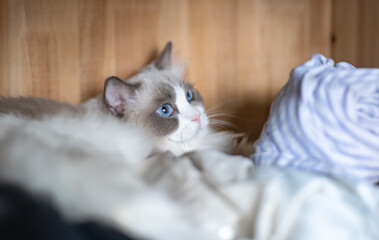ragdoll grey cat lies and plays, hidden in the closet, a rack of hanging blouses,blue cat eyes