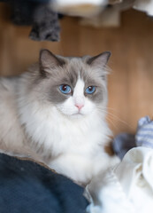 ragdoll grey cat lies and plays, hidden in the closet, a rack of hanging blouses,blue cat eyes
