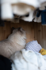 Fototapeta premium ragdoll grey cat lies and plays, hidden in the closet, a rack of hanging blouses,blue cat eyes