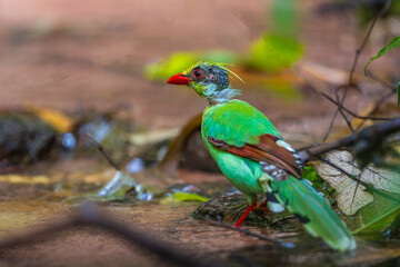 Young Common green magpie Playing in a stream in the middle of forest.