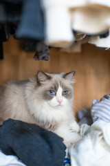ragdoll grey cat lies and plays, hidden in the closet, a rack of hanging blouses,blue cat eyes