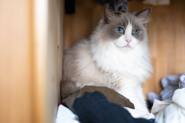 ragdoll grey cat lies and plays, hidden in the closet, a rack of hanging blouses,blue cat eyes