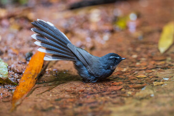Malaysian Pied Fantail bird Playing in a stream in the middle of forest.
