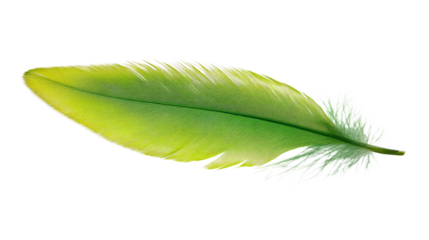 feather on a white transparent background
