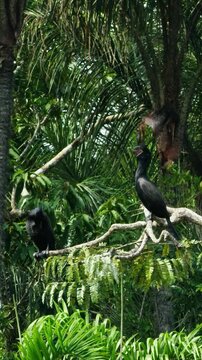 Black cormorant birds perched on top of forest tress chirp on a sunny day, vertical video.